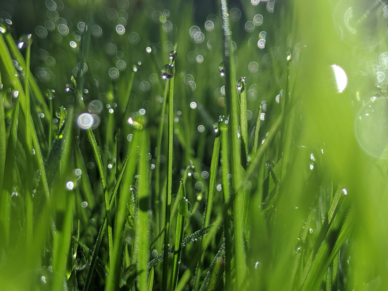 Close-up of dew drops on healthy green grass blades — sign of well-fed turf.