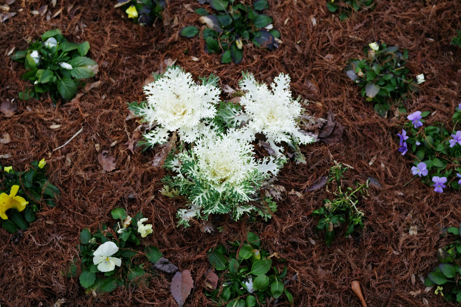 Front-yard flower bed mulched in dark hardwood with seasonal annuals.